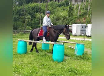 Koń śląski, Wałach, 3 lat, 162 cm, Kara