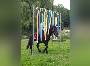 Koń śląski, Wałach, 3 lat, 162 cm, Kara