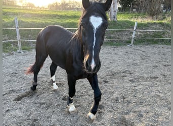 Koń śląski, Wałach, 3 lat, 166 cm, Ciemnogniada