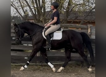 Koń śląski, Wałach, 4 lat, 163 cm, Kara