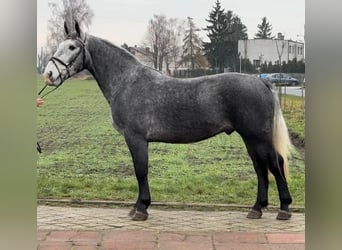 Koń śląski, Wałach, 4 lat, 163 cm, Stalowosiwy