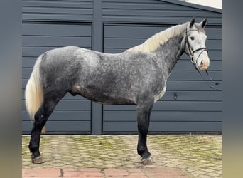 Koń śląski, Wałach, 4 lat, 163 cm, Stalowosiwy