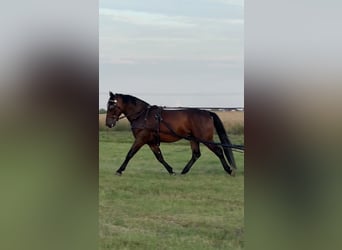 Koń śląski, Wałach, 4 lat, 164 cm, Ciemnogniada