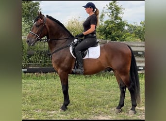 Koń śląski, Wałach, 4 lat, 164 cm, Ciemnogniada