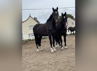 Koń śląski, Wałach, 4 lat, 166 cm, Gniada