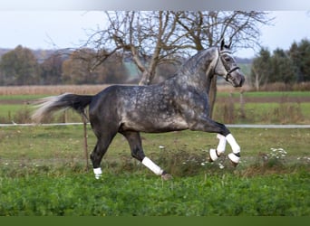 Koń śląski, Wałach, 4 lat, 166 cm, Siwa