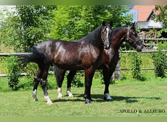 Koń śląski, Wałach, 4 lat, 166 cm, Skarogniada