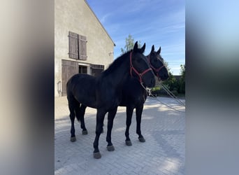 Koń śląski, Wałach, 4 lat, 168 cm, Kara