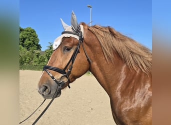 Koń śląski, Wałach, 5 lat, 158 cm, Ciemnokasztanowata