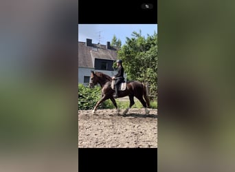 Koń śląski, Wałach, 5 lat, 162 cm, Ciemnokasztanowata