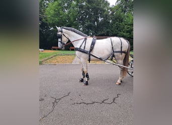 Koń śląski, Wałach, 5 lat, 165 cm, Siwa jabłkowita