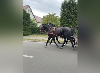 Koń śląski, Wałach, 5 lat, 167 cm, Siwa