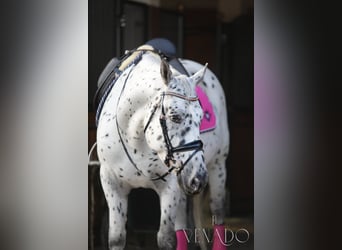 Koń śląski, Wałach, 8 lat, 164 cm, Tarantowata