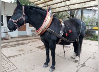 Koń śląski, Wałach, 8 lat, 172 cm, Kara