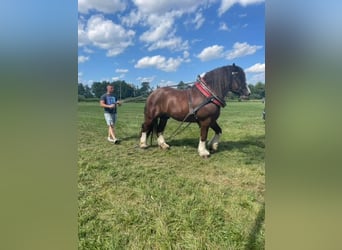 Koń sztumski, Ogier, 9 lat, 169 cm, Ciemnogniada