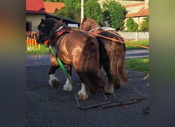 Koń sztumski, Ogier, 9 lat, 169 cm, Ciemnogniada