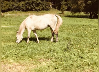 Koń terski, Klacz, 12 lat, 158 cm, Siwa