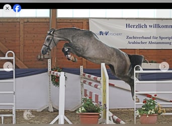 Koń terski, Klacz, 13 lat, 158 cm, Siwa