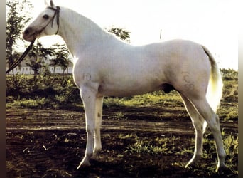 Koń terski, Klacz, 3 lat, 160 cm, Srokata