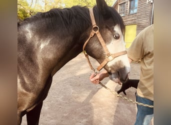 Koń terski, Klacz, 3 lat, 160 cm, Srokata