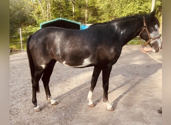 Koń terski, Klacz, 3 lat, 160 cm, Srokata