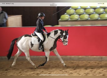 Koń terski, Klacz, 3 lat, 160 cm, Srokata