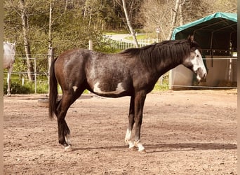 Koń terski, Klacz, 3 lat, 160 cm, Srokata