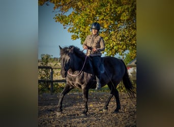 Koń toryjski, Wałach, 10 lat, 151 cm, Kara