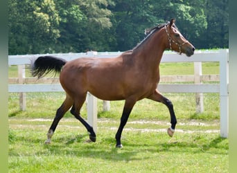 Koń trakeński, Klacz, 10 lat, 163 cm, Gniada