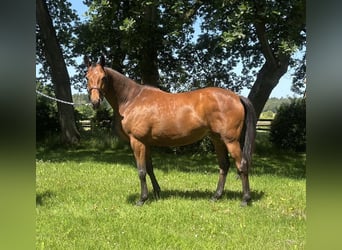 Koń trakeński, Klacz, 10 lat, 166 cm, Gniada