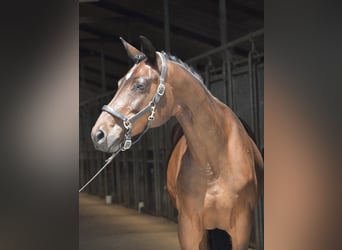 Koń trakeński, Klacz, 10 lat, 167 cm, Ciemnogniada