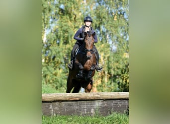 Koń trakeński, Klacz, 10 lat, 167 cm, Gniada