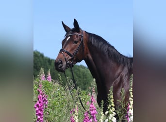Koń trakeński, Klacz, 10 lat, 171 cm, Ciemnogniada