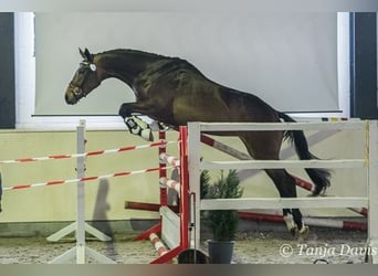 Koń trakeński, Klacz, 10 lat, 171 cm, Ciemnogniada