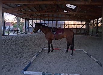 Koń trakeński, Klacz, 10 lat, 172 cm