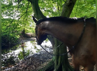 Koń trakeński, Klacz, 10 lat, 172 cm