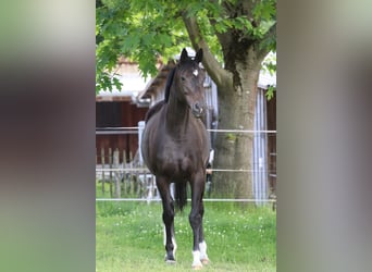 Koń trakeński, Klacz, 10 lat, 172 cm, Skarogniada