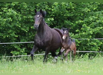 Koń trakeński, Klacz, 10 lat, 172 cm, Skarogniada