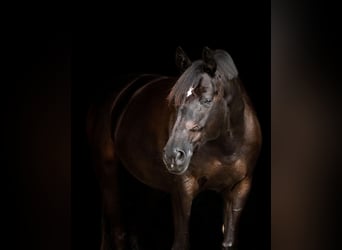 Koń trakeński, Klacz, 10 lat, 173 cm, Kara