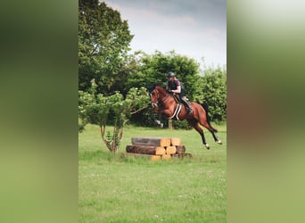 Koń trakeński, Klacz, 10 lat, 180 cm, Gniada