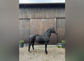 Koń trakeński, Klacz, 11 lat, 160 cm, Ciemnogniada