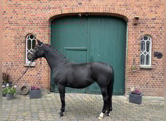 Koń trakeński, Klacz, 11 lat, 160 cm, Ciemnogniada
