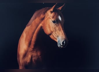 Koń trakeński, Klacz, 11 lat, 164 cm, Kasztanowata