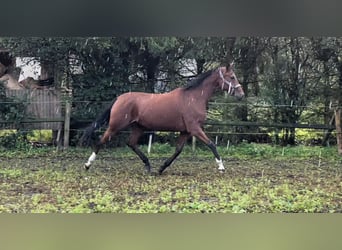Koń trakeński, Klacz, 11 lat, 165 cm, Gniada