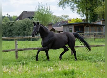 Koń trakeński, Klacz, 11 lat, 165 cm, Kara