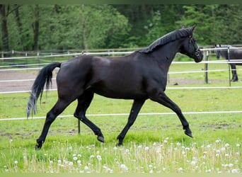 Koń trakeński, Klacz, 11 lat, 165 cm, Kara