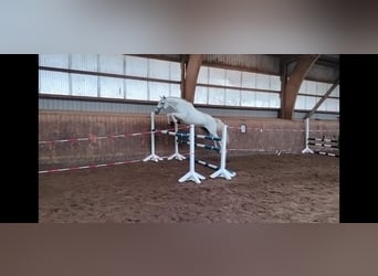 Koń trakeński, Klacz, 11 lat, 166 cm, Siwa