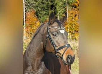 Koń trakeński, Klacz, 12 lat, 165 cm, Ciemnogniada