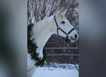 Koń trakeński, Klacz, 12 lat, 166 cm, Siwa
