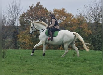 Koń trakeński, Klacz, 12 lat, 166 cm, Siwa